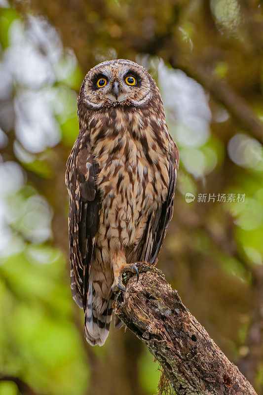 短耳猫头鹰，Asio flammeus galapagoensis，圣克鲁斯岛高地，加拉帕戈斯群岛国家公园，厄瓜多尔。